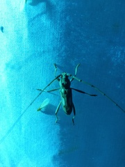 Eburia chemsaki
