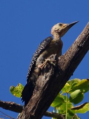 Melanerpes pygmaeus