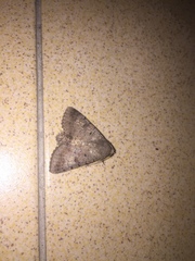 Pandesma quenavadi