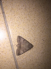 Pandesma quenavadi