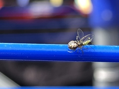 Zygiellinae