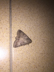 Pandesma quenavadi