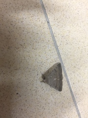 Pandesma quenavadi