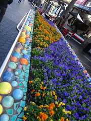 Viola × wittrockiana