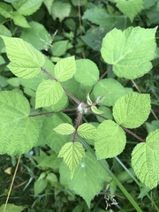 Rubus phoenicolasius