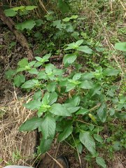 Ruellia drummondiana