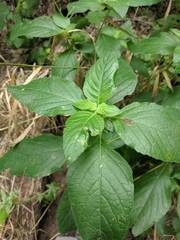 Ruellia drummondiana
