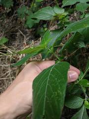 Ruellia drummondiana