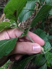 Ruellia drummondiana