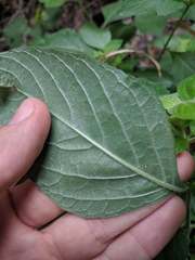 Ruellia drummondiana