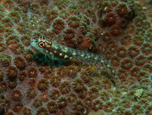 Many-spotted blenny (Laiphognathus multimaculatus) — Blenniidae — 4