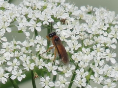 Athalia rosae