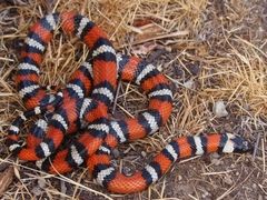 Lampropeltis zonata