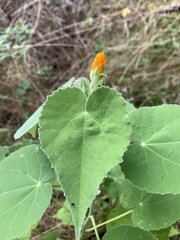 Allowissadula holosericea