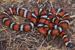 Lampropeltis zonata
