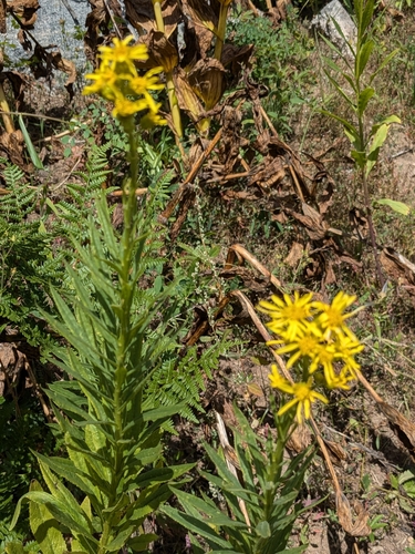Image of Senecio serra by no rights reserved