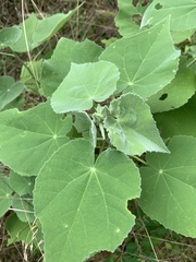 Allowissadula holosericea