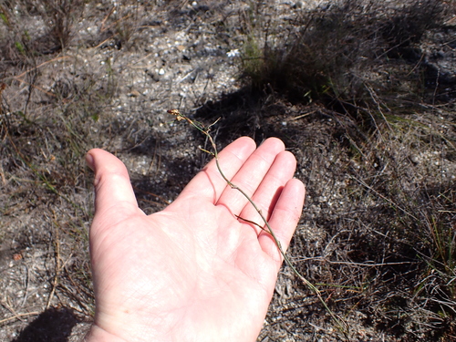 Image of Restio vimineus by (c) Eugene Hahndiek, some rights reserved (CC BY-SA)