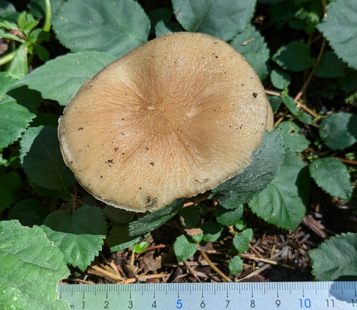 Oudemansiella orientalis