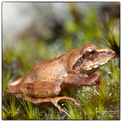Horton Plains Shrub Frog photo 3