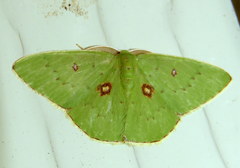 Comostola leucomerata