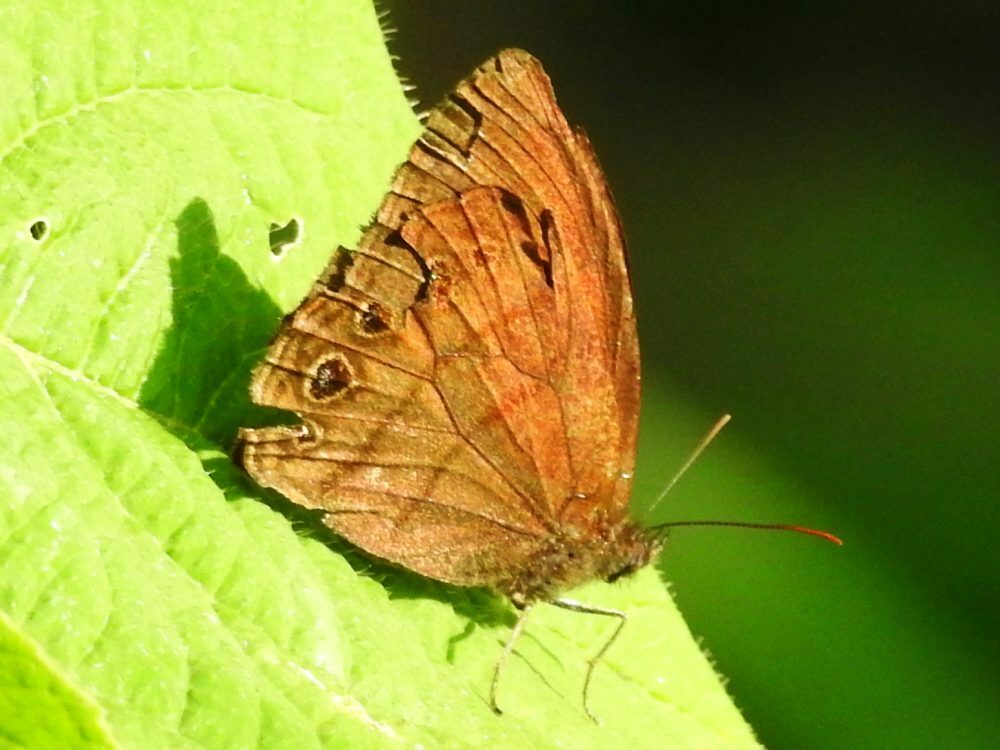 Zischkaia arctoa
