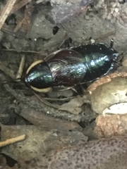 Parcoblatta pennsylvanica