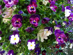 Viola × wittrockiana