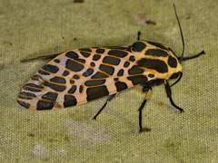 Hypercompe theophila