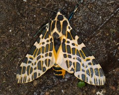 Hypercompe theophila