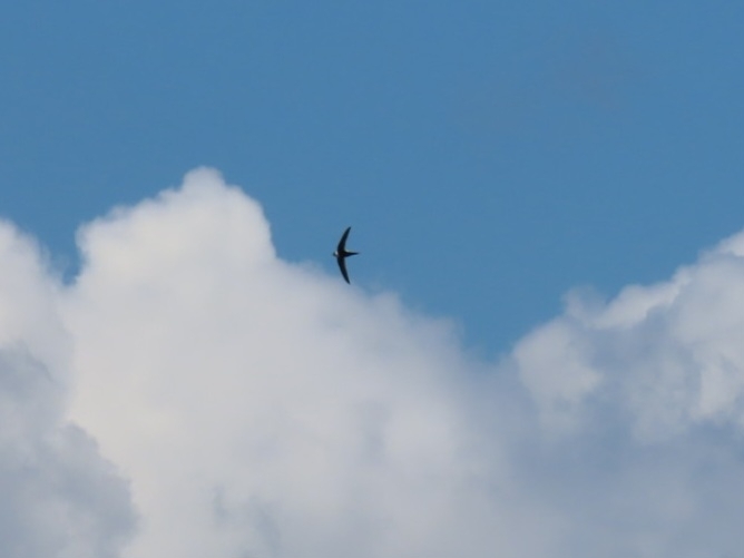 Great Swallow-tailed Swift (Panyptila sanctihieronymi), photo 3