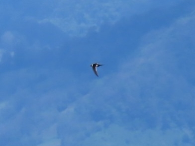 Great Swallow-tailed Swift (Panyptila sanctihieronymi), photo 4