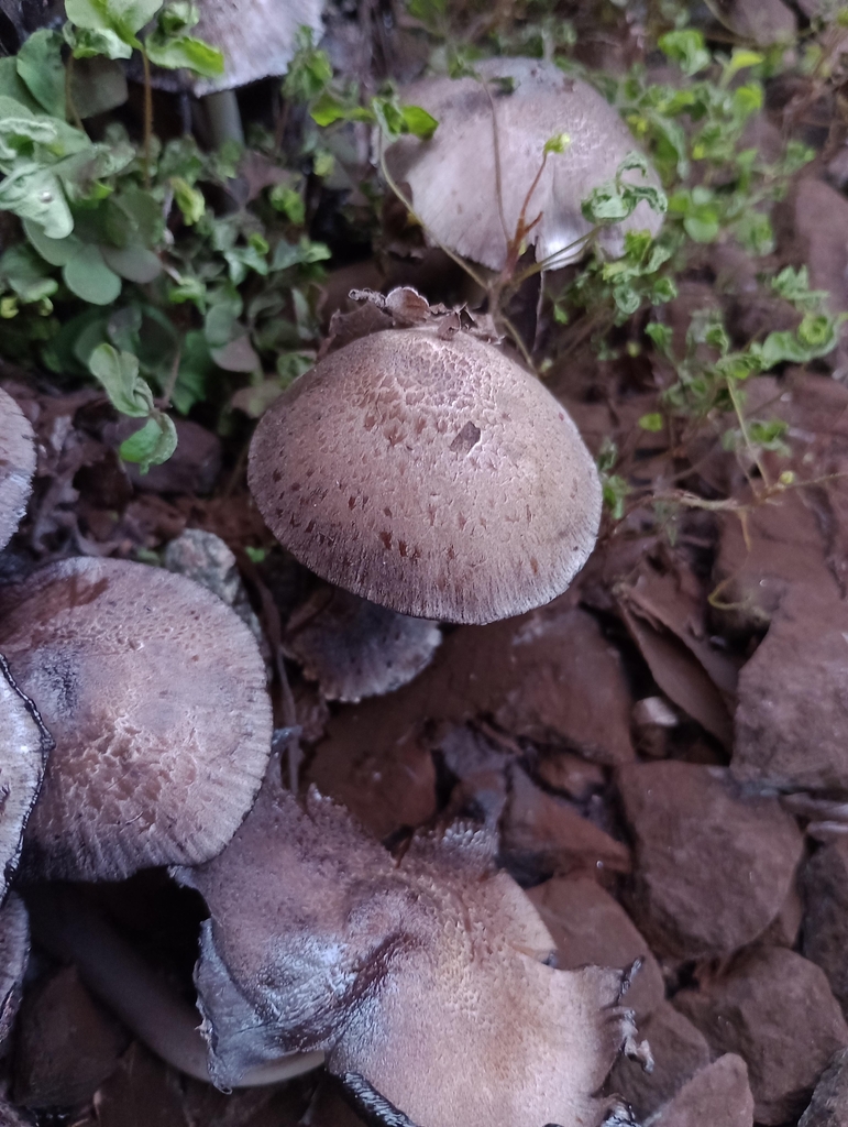 Coprinopsis romagnesiana · August 2024 · photo: © hortonf (iNaturalist, cc-by)