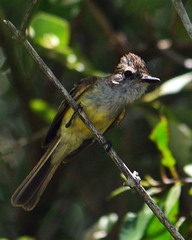 Myiarchus yucatanensis