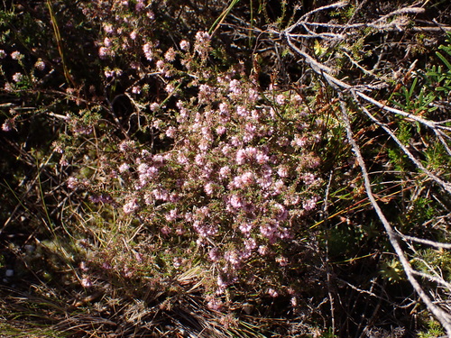 Image of Roundhead Heath (Erica globiceps) by (c) Eugene Hahndiek, some rights reserved (CC BY-SA)
