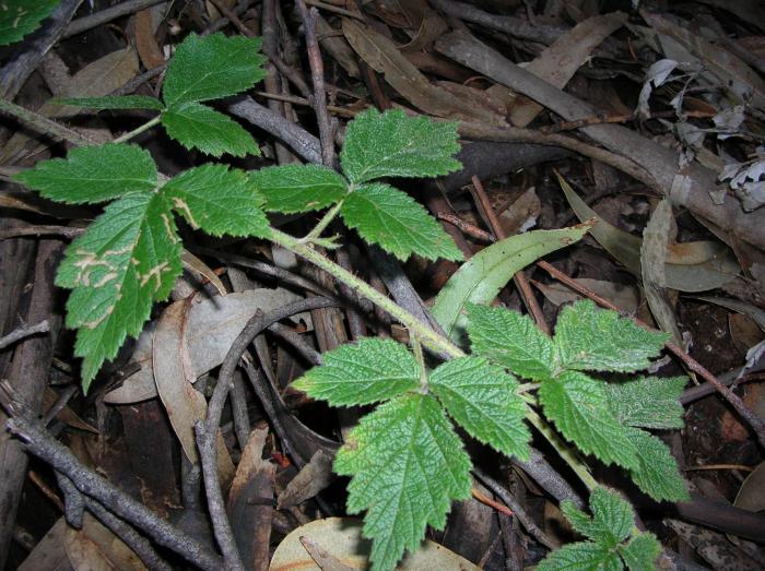 Rubus macraei