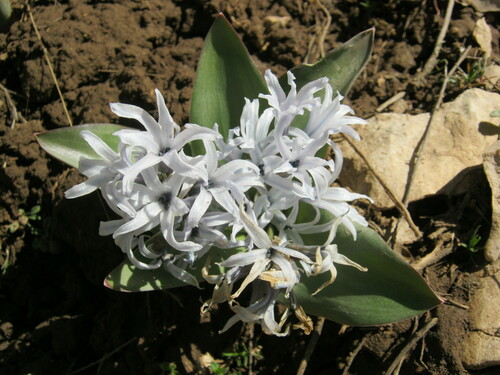 Hyacinthus litwinowii