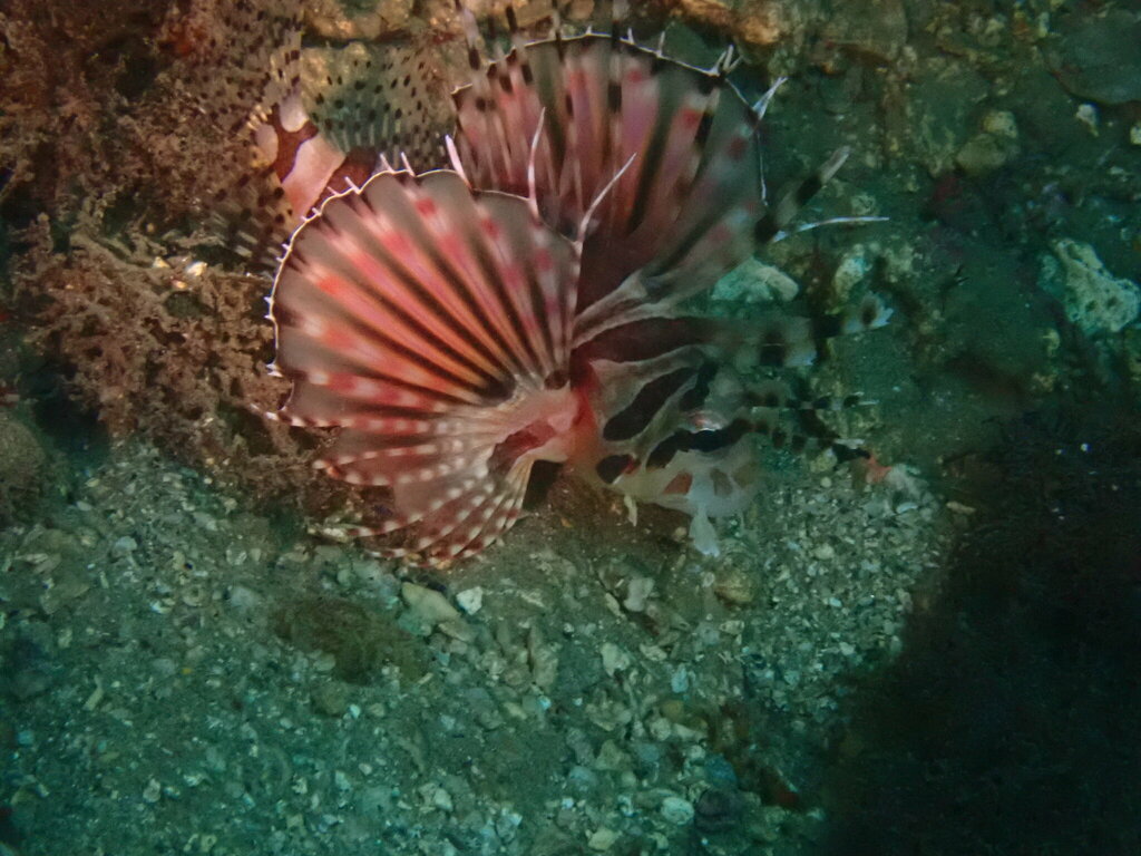 Zebra turkeyfish