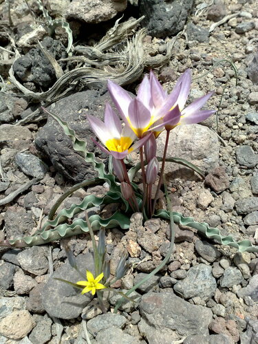 two-flowered tulip