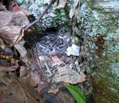 Mniotilta varia