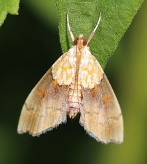 Agrotera nemoralis