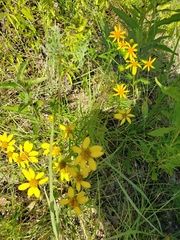 Dysodiopsis tagetoides