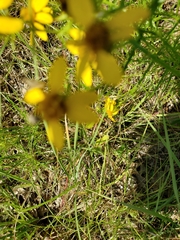 Dysodiopsis tagetoides