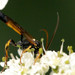 Ichneumon extensorius - Photo (c) James K. Lindsey, some rights reserved (CC BY-SA)