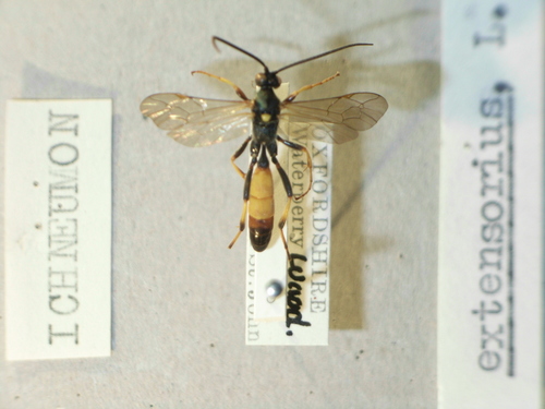 Ichneumon extensorius