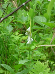 Eriophorum viridicarinatum