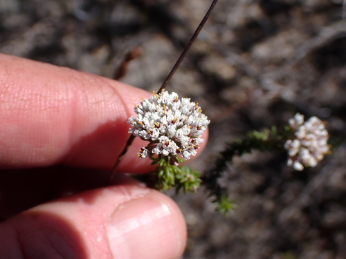Image of Metalasia brevifolia by (c) Eugene Hahndiek, some rights reserved (CC BY-SA)