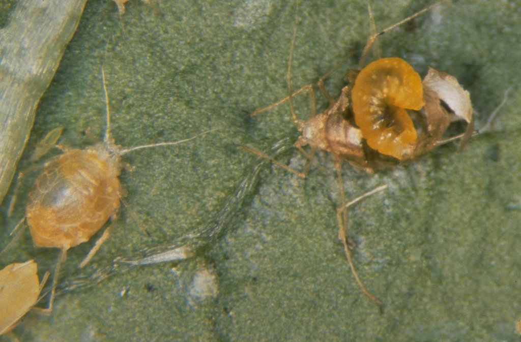 Parasitoid wasp