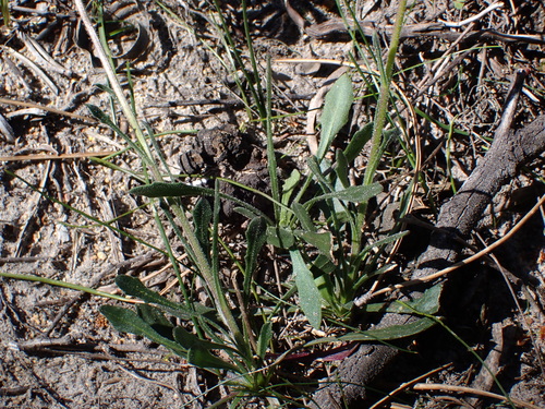 Image of Dimorphotheca nudicaulis by (c) Eugene Hahndiek, some rights reserved (CC BY-SA)