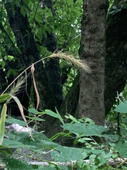 Elymus glabriflorus